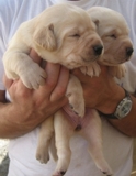 Labrador Retriever Cachorros - Animais de estimação - Setúbal - Setúbal