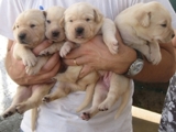 Labrador Retriever Cachorros - Animais de estimação - Setúbal - Setúbal