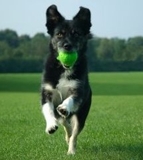 Dog_thumb