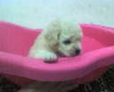 ♫ POODLE TOY ♫ FILHOTES ♫