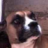 Venta de Lindos cachorros Boxer   