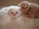    presente de natal o seu  esta aqui lindos filhotes de gato persa