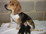 VENDO 2 LINDAS BEAGLE