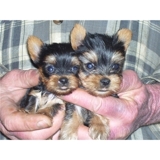 Diminuta taza de té Yorkie Cachorros Casas para la buena