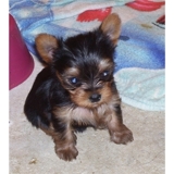 Diminuta taza de té Yorkie Cachorros Casas para la buena - General - Santander - Todo