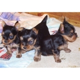 Diminuta taza de té Yorkie Cachorros Casas para la buena - General - Santander - Todo