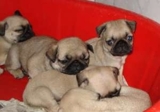 Pug abricot filhotes