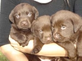 Labrador  chocolate ou amarelo 
