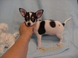 Cachorro de chihuahua para adopción