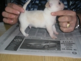vendo chihuahuas de exposicion y compañia de pelo corto