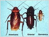 CUCARACHAS EN CASA? ELIMINELOS YA?