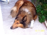 BUSCO NOVIA SOY PERRO RAZA COLLIE 