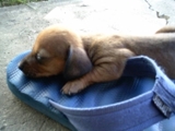 Salchichas/ Daschund  - Ponce - Ponce