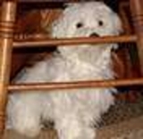cute maltese puppies for adoption