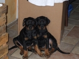 Doberman cachorros Línea Alemana