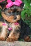 maravilloso de Navidad Yorkie cachorros para su aprobación