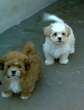 Lhasa Apso Lindo Filhote