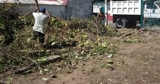 PODA, TALA, TRASPLANTES, DERRIBO DE ARBOLES PELIGROSOS EN ACAPULCO
