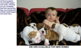 Cute and Adorable English Bulldog Puppies For Adoption - Saint Elizabeth - Black River