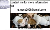 Cute and Adorable English Bulldog Puppies For Adoption - Saint Elizabeth - Black River