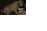 Brancasola_thumb