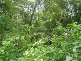 Finca a orias del Lago de Nicaragua y con frontera de CostaRica. - Rivas - Rivas