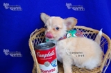 Super suor cachorrinho Chihuahua