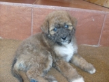 Se regalan cachorritos