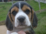 Beagle Lindo Fillhote Tricolor