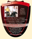 venta de cachorros  de  CRIADERO D´EXCALIBUR   AP GAL  
