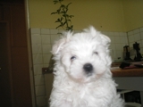 CACHORROS DE BICHÓN MALTÉS