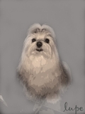 CACHORROS DE BICHÓN MALTÉS - Mascotas - Palma de Mallorca - Todo