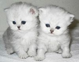 	 Gatitos persas a la venta 