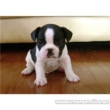 Cachorros-bulldog-frances-para-regalo_1_thumb