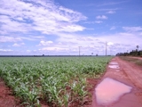 sitio - Alto Paraná - Ciudad del Este