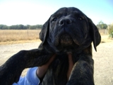 HERMOSO FILA BRASILEIRO