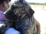  FILA BRASILEIRO EL MEJOR GUARDIÁN