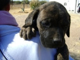 CACHORROS FILA BRASILEIRO 