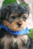 maravilloso Yorkie cachorros para su aprobación