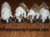 cute Inglés bulldog cachorros