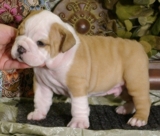 bonitinho Inglês bulldog cachorros