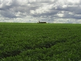fazenda=Nova Lacerda -MT