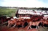FAZENDA=BRASIL