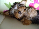Dsc00429_thumb