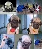 VENDA DE FILHOTES, PUG, SHIH TZU
