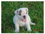 irado akc Inglês bulldog cachorros para adopção