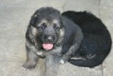 LINDOS CACHORRITOS PASTOR ALEMAN 22 DIAS DE NACIDO