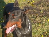 DOBERMAN! CACHORROS LINEA ALEMANA REMATO!