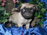 Cachorros Pug Gratis adopción!