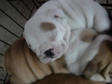 Inglés y francés registrados bulldog cachorros gratis regalo